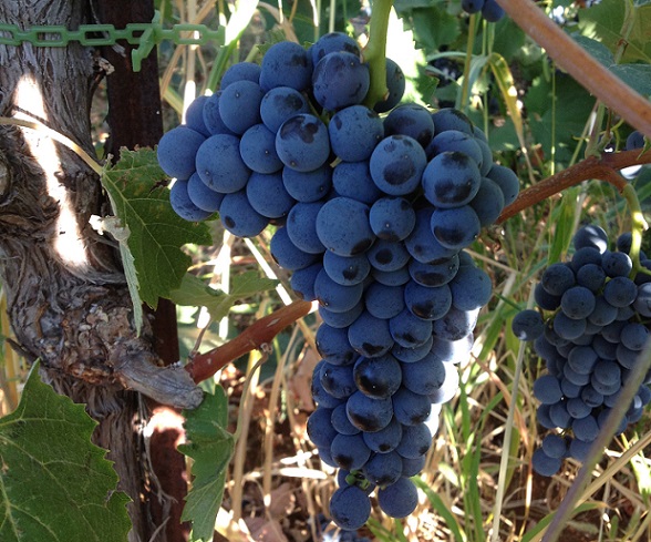 Mourvedre cluster